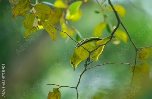 Common Iora (Aegithina tiphia) sitting on a tree branch