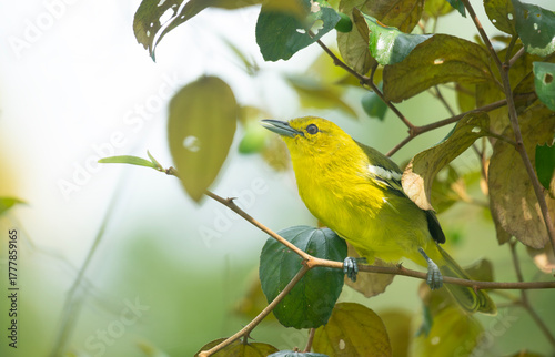Common Iora (Aegithina tiphia) sitting on a tree branch
