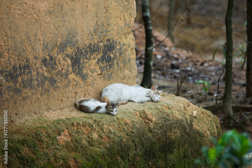 A cat and her kitten sleeping peacefully