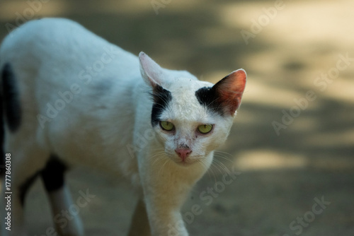portrait of a white cat