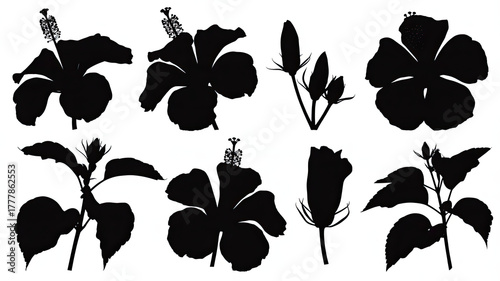 Collection of hibiscus flower silhouettes and buds isolated on transparent background, showcasing various stages of bloom and plant growth, perfect for graphic design and botanical illustrations.