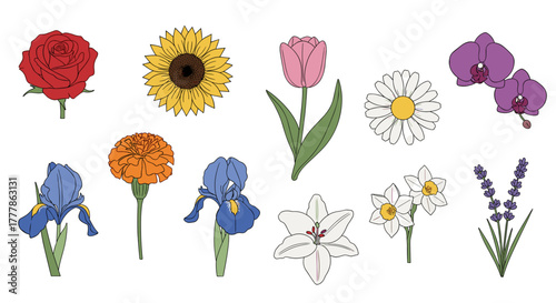 Illustration showing a variety of colorful flowers including rose sunflower tulip and other floral species