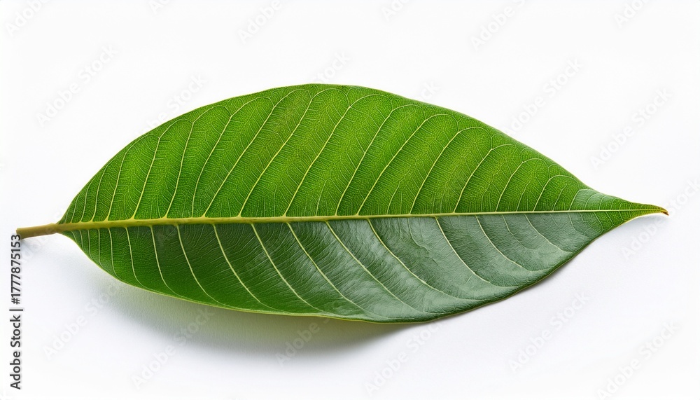 Obraz premium longan leaves isolated on white background