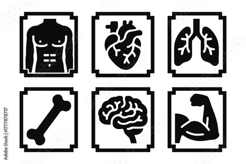 Black and white anatomy icons: human body, organs, and muscles silhouettes