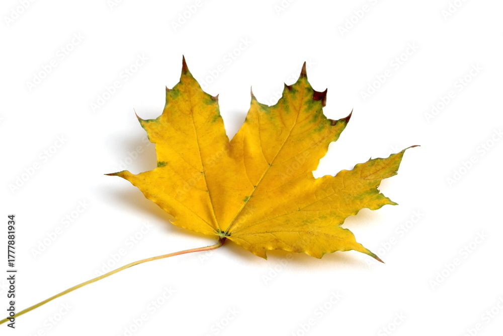 Fototapeta premium There is a yellow maple leaf on a white background.