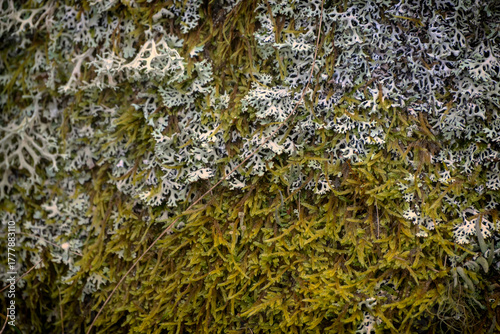moss and lichen texture close up.