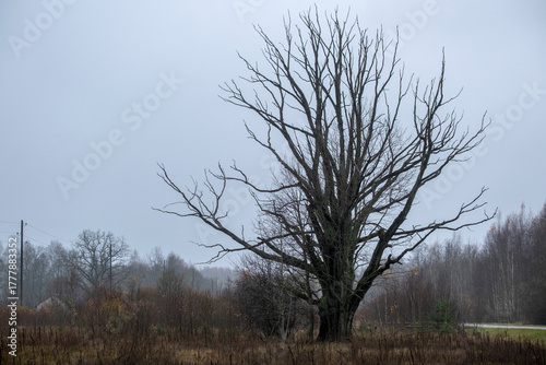 huge bare tree with many black branches in field near road. Latvia, Zalve