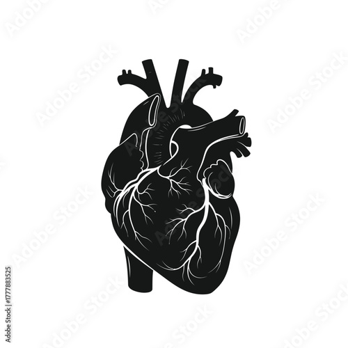 Anatomical human heart silhouette graphic medical symbol design