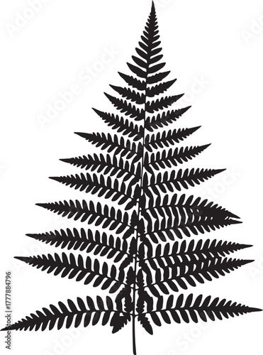 Intricate black silhouette of a fern frond with detailed pinnate leaves leaf plant
