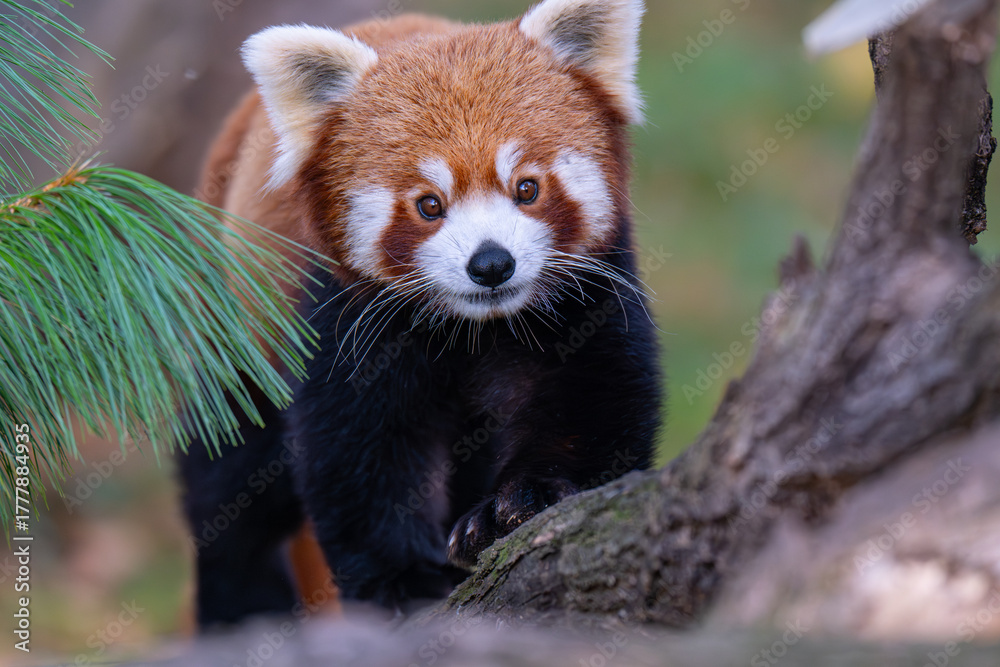 Fototapeta premium Adorable Red Panda Portrait Looking Directly at Camera