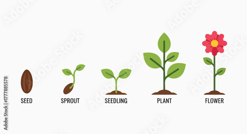 Plant life cycle stages from seed to blooming flower growth development nature botany biology vector illustration flat design