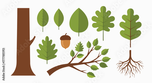 Natural tree forest elements collection flat design vector illustration flat design nature plant leaves roots acorn branch ecology graphic