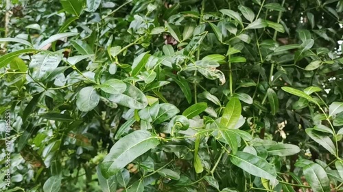 close up of green leaves