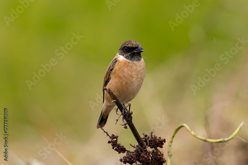 折れた枝とノビタキの雄