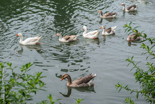Flock of Geese Swimming on the Calm Waters of Lagos de las Ánimas in Xalapa, Veracruz, Mexico