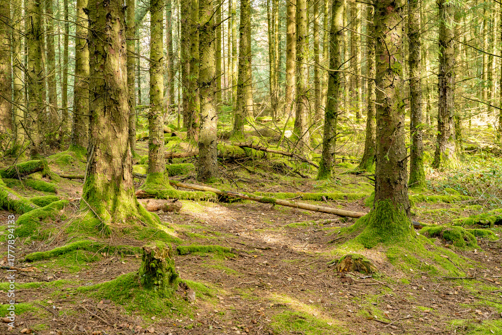 Fototapeta premium Moss covered woodland featuring mushrooms and fungi