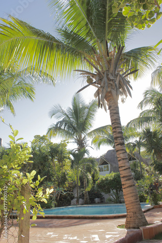 Foto Tropical palm trees by a swimming pool under bright sunlight, peaceful retreat i