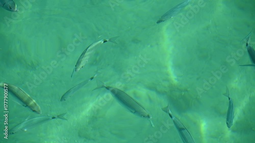 Wallpaper Mural Graceful movement of tropical fish in clear turquoise waters Torontodigital.ca