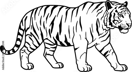 Tiger illustration, black and white sketch, wildlife drawing, majestic animal, jungle predator, striped fur, walking pose, nature art, conservation symbol