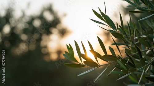 Vibrant green olive tree leaves are gently illuminated by the bright golden sun peeking through them during a beautiful peaceful sunset.