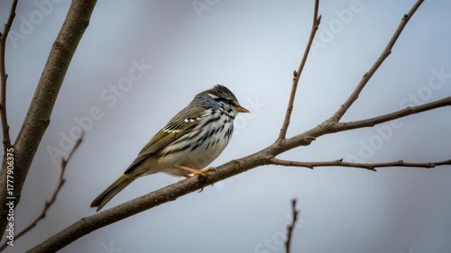 A beautiful baybreasted warbler perched on a branch in the forest