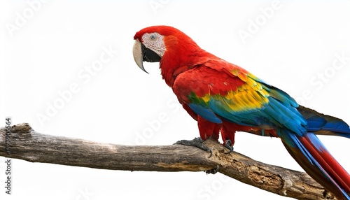 scarlet macaw perched on a branch isolated on white background showcasing its vibrant plumage and striking features