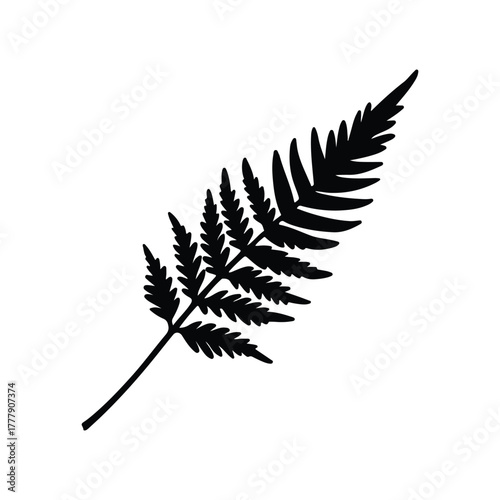 Elegant Silhouette of a Fern: A delicate black fern leaf, a testament to the intricate patterns and beauty found in nature's artistry. The striking monochrome contrast accentuates its fine details.