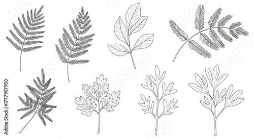 Set of leaves silhouettes for design different leaves silhouettes vector illustration