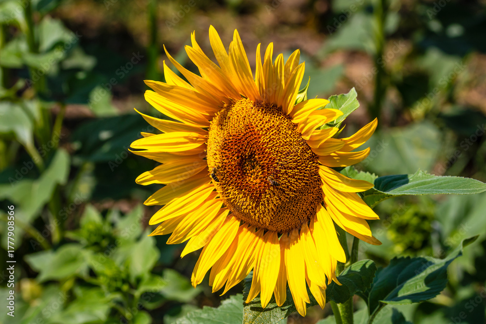 Fototapeta premium Sunflower field. Agriculture, sunflower seeds growing concept
