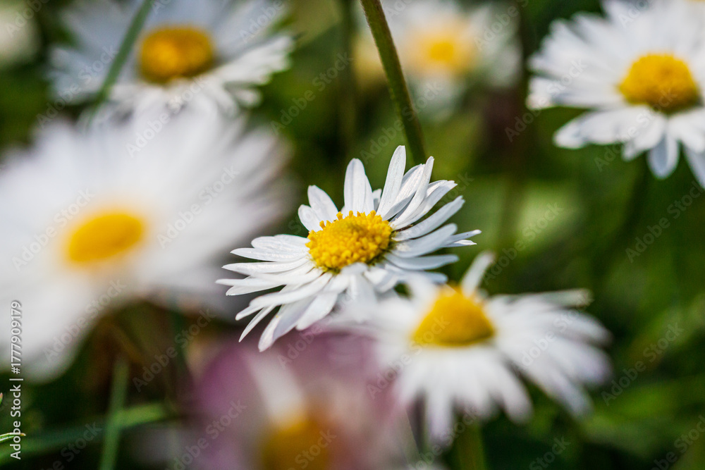 Obraz premium Nature scene with blooming bellis perennis, commonly known as the white daisy