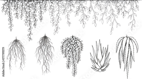 Set of hanging plants and vines for decoration, greenery, or botanical illustration purposes