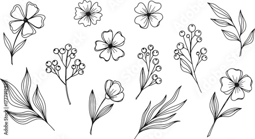 Hand drawn flowers and leaves for botanical illustrations, patterns, and decorative design elements