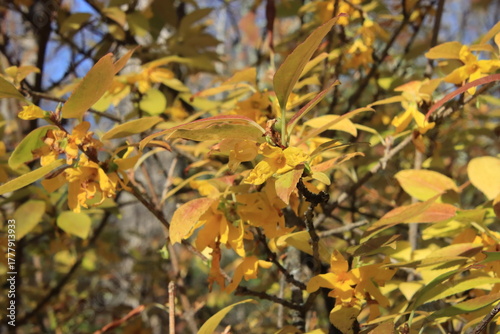 forsythia blooms in the fall