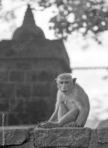 Photography A Toque macaque monkey at the Dambulla Temple