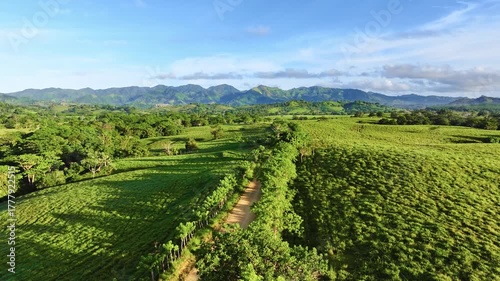 Wallpaper Mural A view of a winding forest road in the Dominican Mountains - drone video. The mountain road runs through the dense forests of a mountain valley. Aerial view of the natural landscape. Torontodigital.ca
