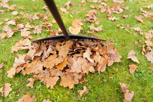 Low Angle Close-Up of Rake on Wet Fallen Autumn Leaves and Green Grass
