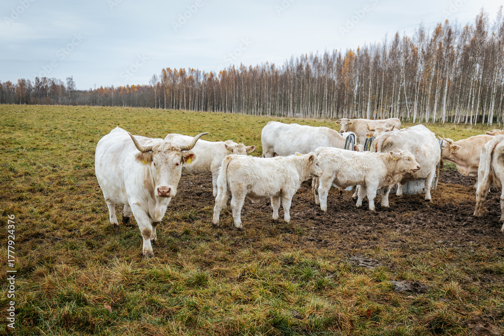 Fototapeta premium A herd of white cows and calves grazes and gathers in a muddy pasture, with a backdrop of bare trees and overcast autumn skies in the countryside.