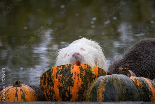 Foto Two nutrias (one white and one grey) sit on halves of pumpkins and eat them on a cloudy autumn day against a green water background