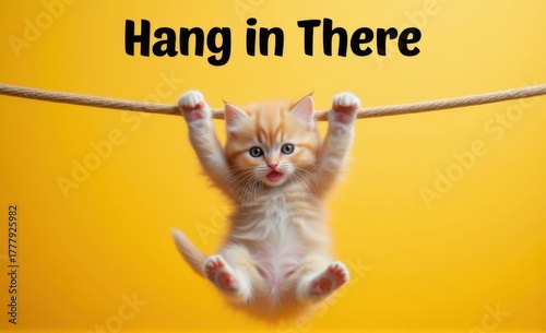 Cute Kitten Hanging on Clothesline, 