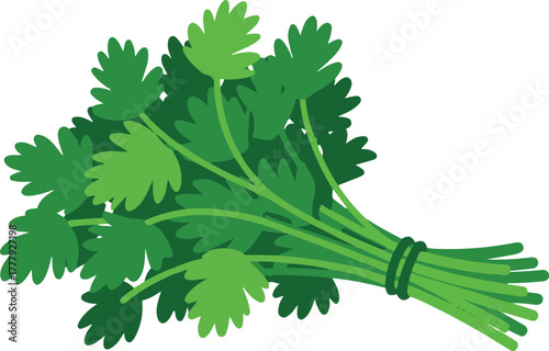 A fresh green bunch of cilantro or parsley herb for cooking garnish isolated vector illustration