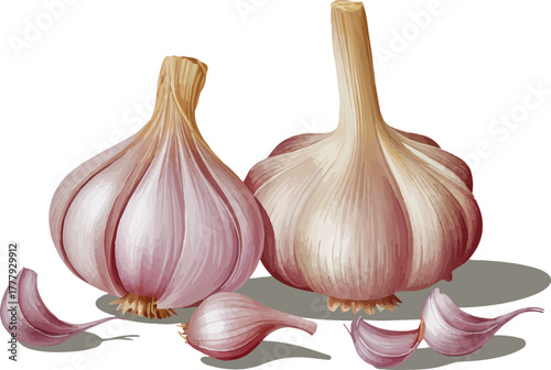 Garlic bulbs and cloves fresh organic spice for cooking and seasoning isolated vector illustration