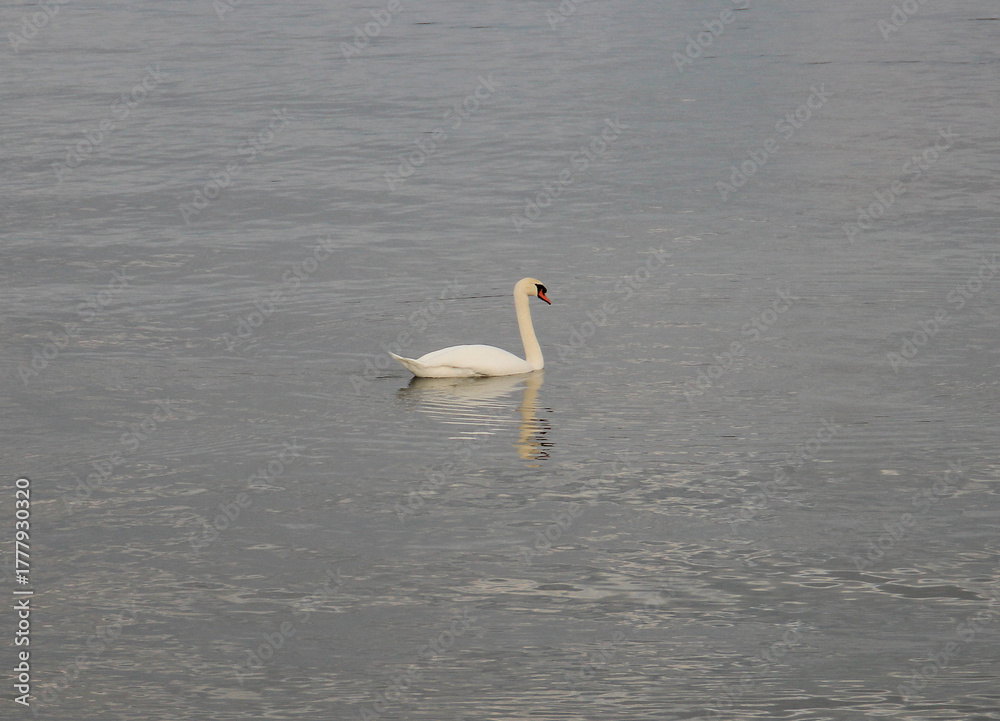 Fototapeta premium a beautiful swan in the Danube waves
