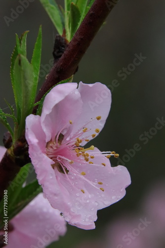 apple flower in rain droplets