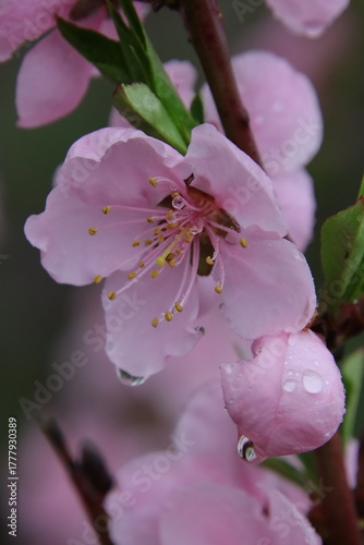 apple flower in rain droplets