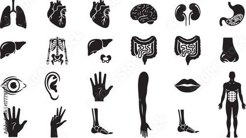 Human anatomy internal organs and body parts vector icon bundle