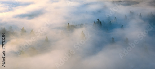Mist flows through the forests surrounding Portland, Oregon. This scenic Pacific Northwest region is known for its vast forests and rugged Cascade mountains.