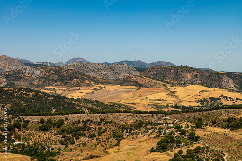 olive fields on a hot day in Spain