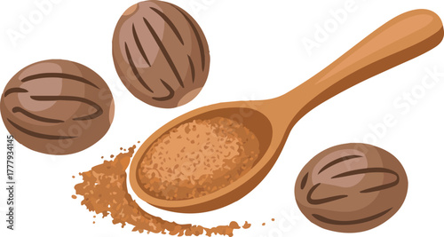 Nutmeg spice with whole nuts and ground powder in a wooden spoon for cooking isolated vector illustration