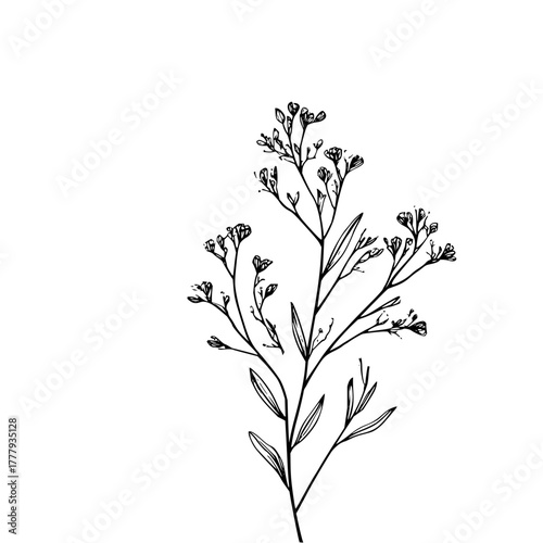 Botanical line art drawing of delicate flower branch with small buds and leaves vector illustration