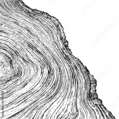 Detailed tree ring cross section illustration wood texture growth rings nature art design black and white drawing